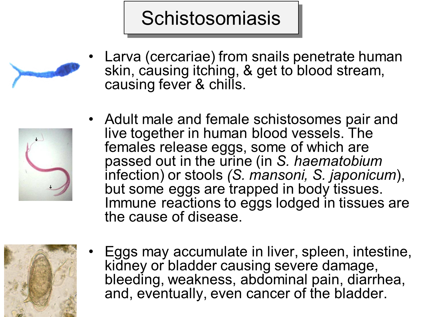 Schistosome Life Cycle2.png